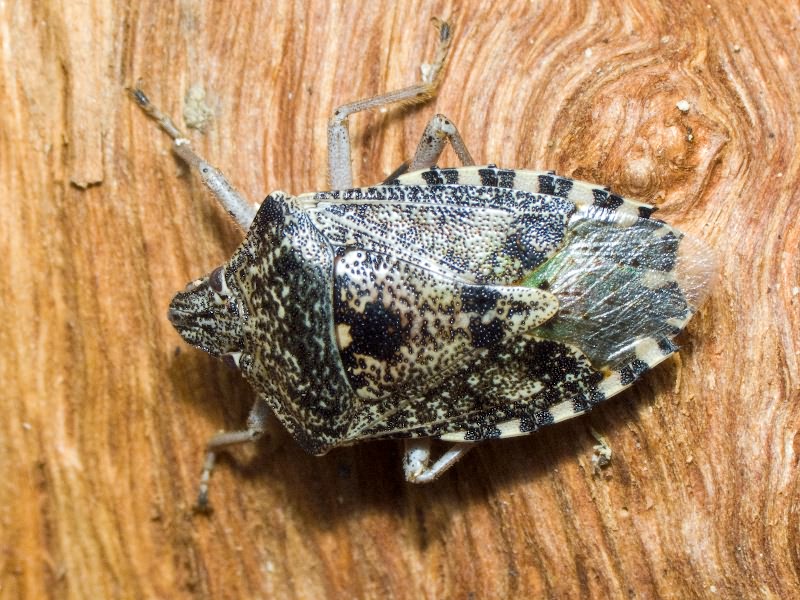 Rhaphigaster nebulosa (Poda, 1761)